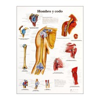 Lâmina de anatomia: Ombro e cotovelo